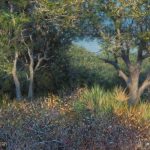 Oil painting entitled Late Afternoon Live Oaks, by artist Christian Hemme.